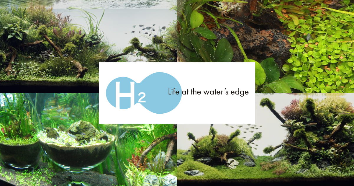 イースケイプ坂戸店】ADA ソーラーRGB II 発売を記念して予約特価で