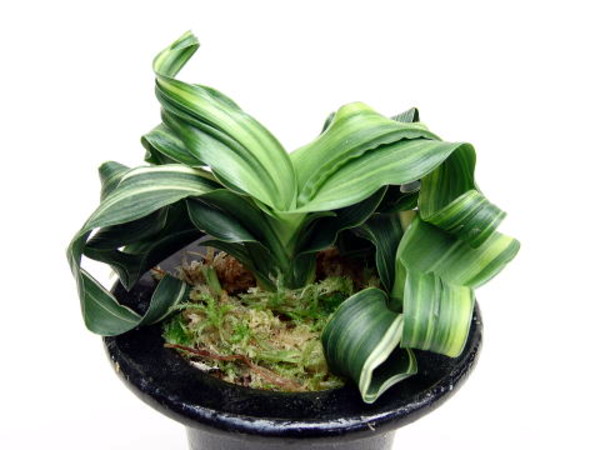 獅子葉(ししば) – おもとの豊明園（ほうめいえん）