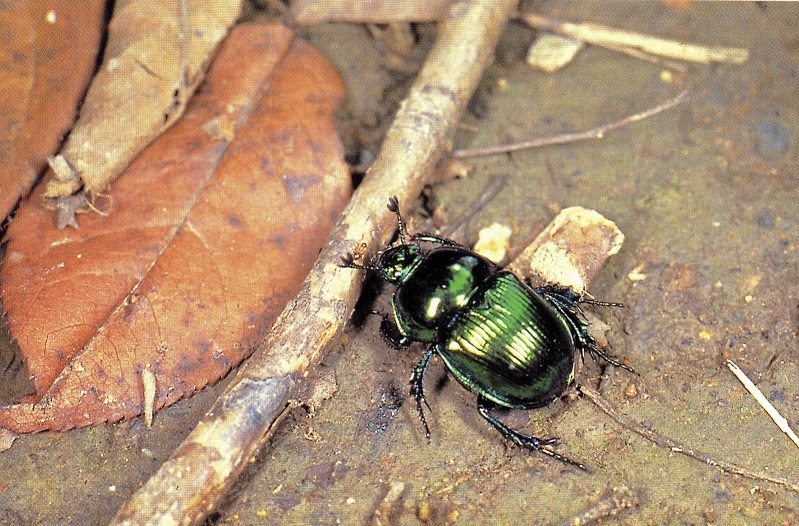 HOGA ミドリセンチコガネ オオセンチコガネ ルリセンチコガネ 産卵