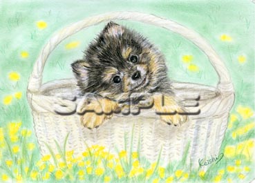 犬のイラストポストカード【バスケット】ポメラニアン