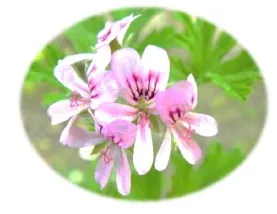 CBDオイルのクリーム「白姫CBDクリームプレジャー」ーしらやまや