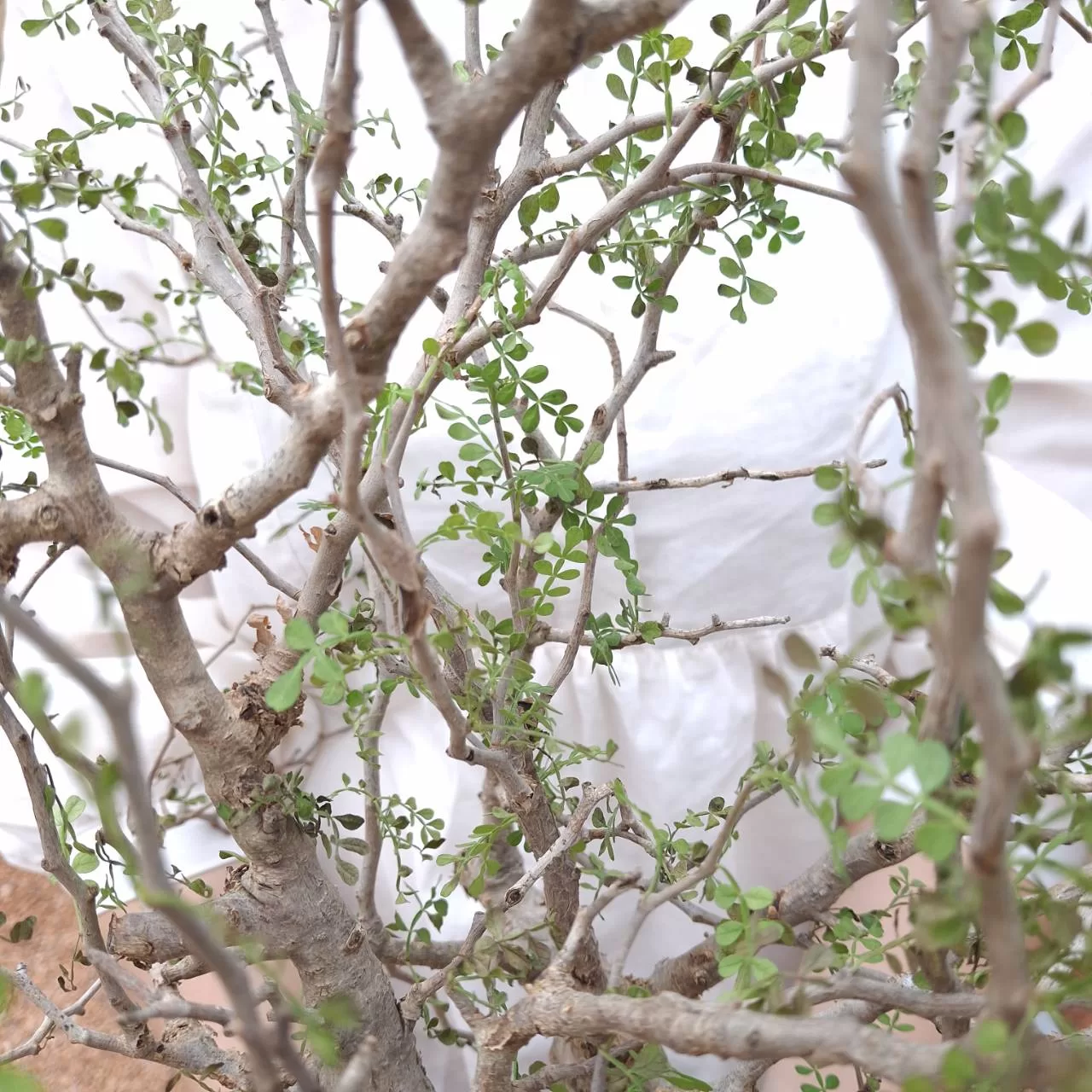 塊根植物専門『ハコネコオークション』開催中！！ – HakoNeko_Plants