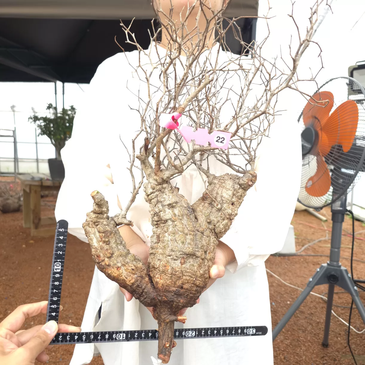 塊根植物専門『ハコネコオークション』開催中！！ – HakoNeko_Plants