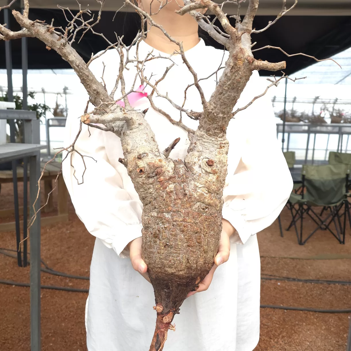 塊根植物専門『ハコネコオークション』開催中！！ – HakoNeko_Plants