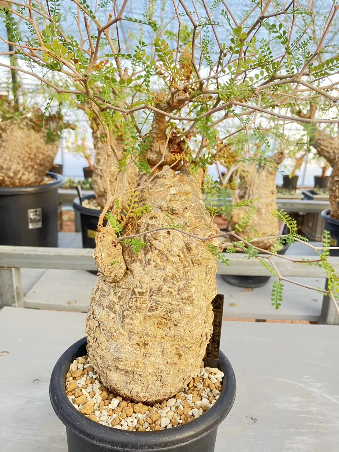 塊根植物専門『ハコネコオークション』開催中！！ – HakoNeko_Plants鉢