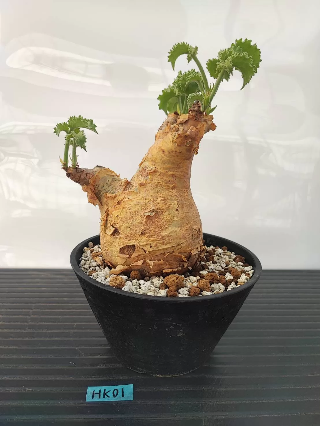 塊根植物専門『ハコネコオークション』開催中！！ – HakoNeko_Plants鉢