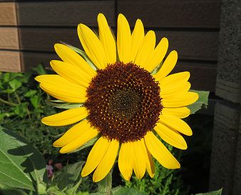 向日葵 定点観測