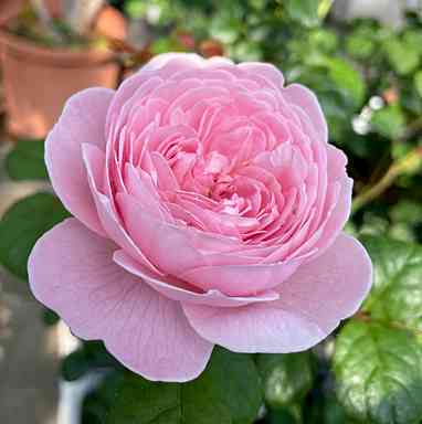 廃盤イングリッシュローズ大苗 エヴリン エブリン Herb&Rose バラ苗