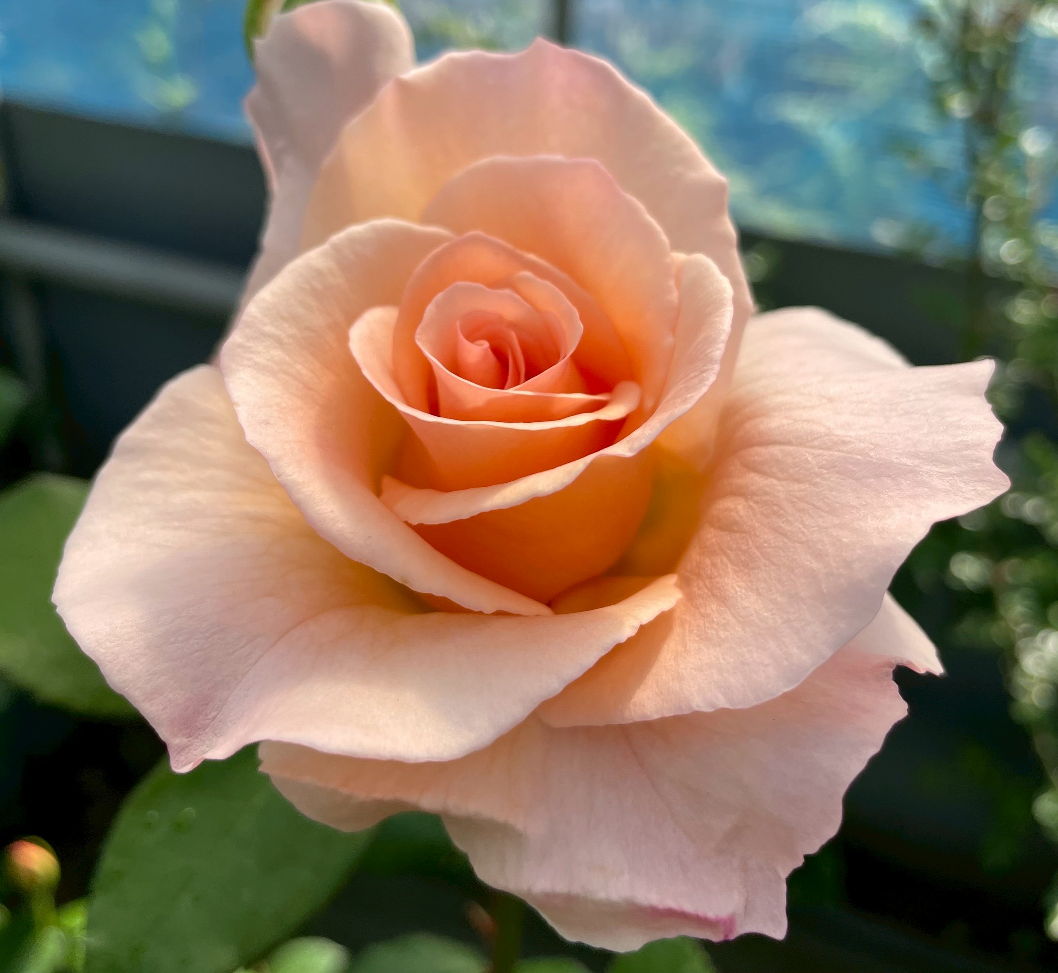 四季咲きバラ大苗 レイモンブラン Herb&Rose バラ苗販売 商品詳細