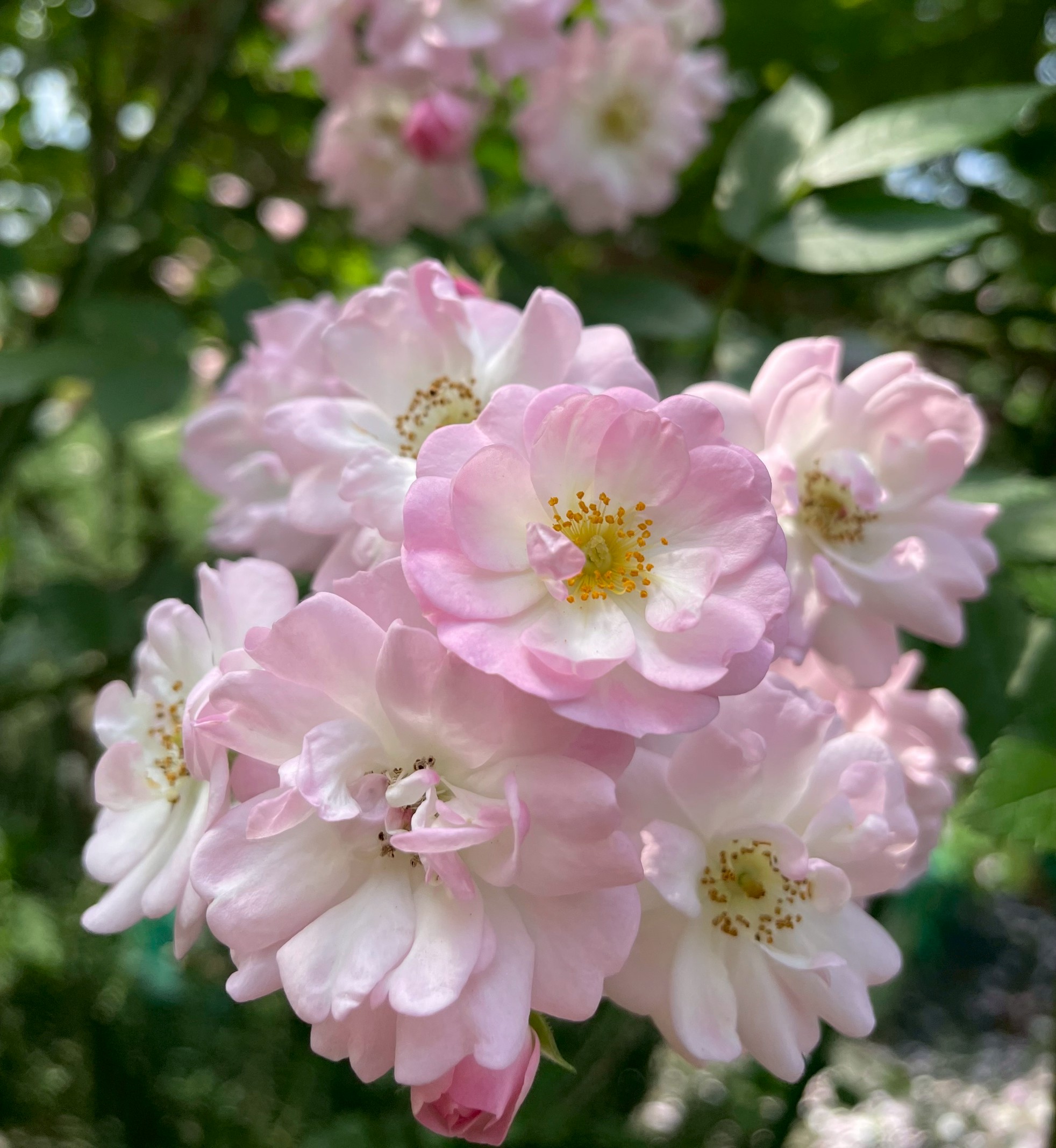 オールドローズ四季咲き大苗 シャンプニーズピンククラスター