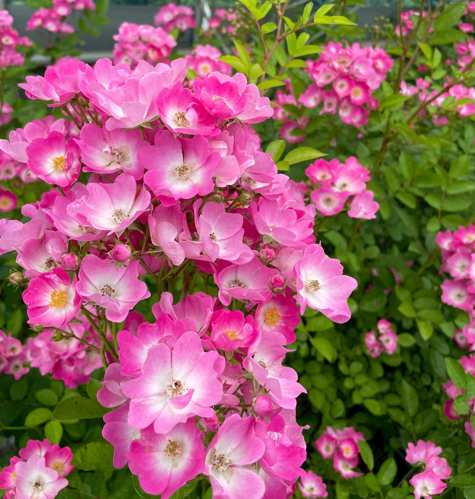 オールドローズ四季咲き大苗 ブラッシュノアゼット バラ苗販売