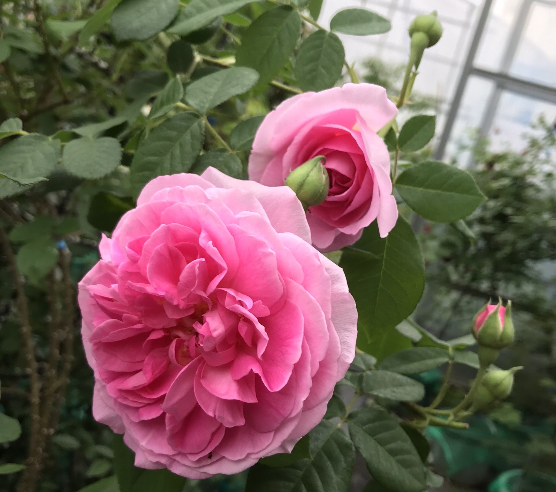 廃盤イングリッシュローズ大苗 Ausbord Herb&Rose バラ苗販売 商品詳細