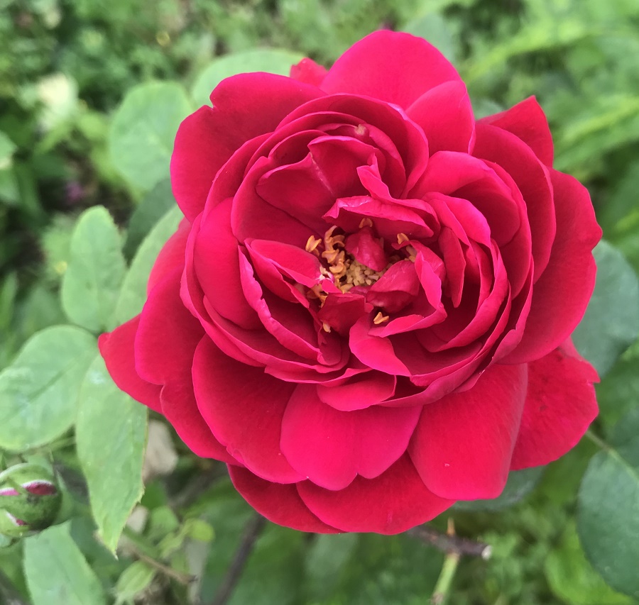 廃盤イングリッシュローズ大苗 LDブレスウェイト Herb&Rose バラ苗