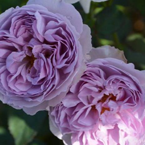 Lilas 丽拉 (Japan) – Hillside Rose Farm