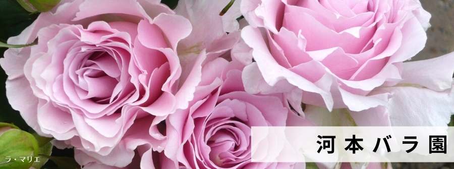 相原バラ園 / 河本バラ園