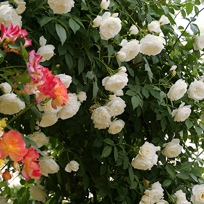 相原バラ園 / アイスバーグ（つる）（CL）【冬苗】