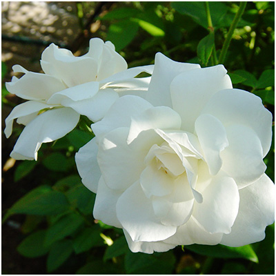 相原バラ園 / 白いバラ