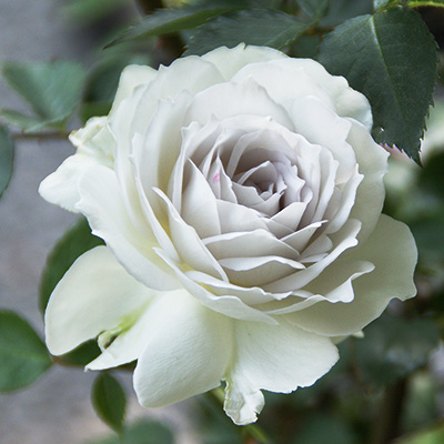 相原バラ園 / ガブリエル（河本バラ園）【冬苗】