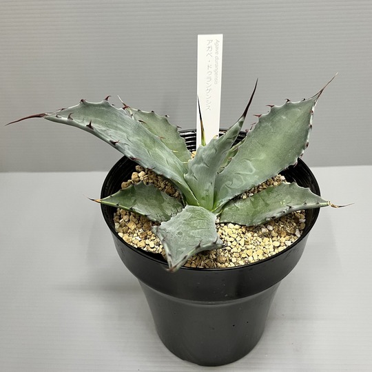 アガベ・ドゥランゲンシス イナガーデン｜空間を彩る観葉植物や草花を