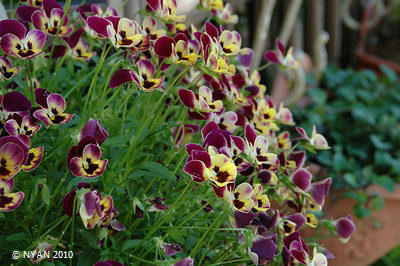 ガーデン・パンジー すみれの部屋 インターネットすみれ図鑑