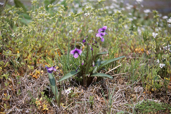 スミレ すみれの部屋 インターネットすみれ図鑑