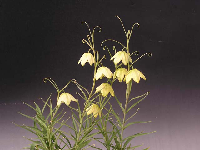 山野草の石田精華園 / 早春の山野草 バイモ 球根1球 【球根販売】【山