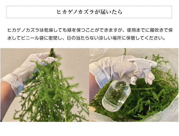 山野草の石田精華園 / 【予約販売 12月初旬より発送】ヒカゲノカズラ