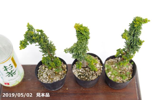 山野草の石田精華園 / セッカヒノキ 3号(9cmポット) 【石化檜 石化