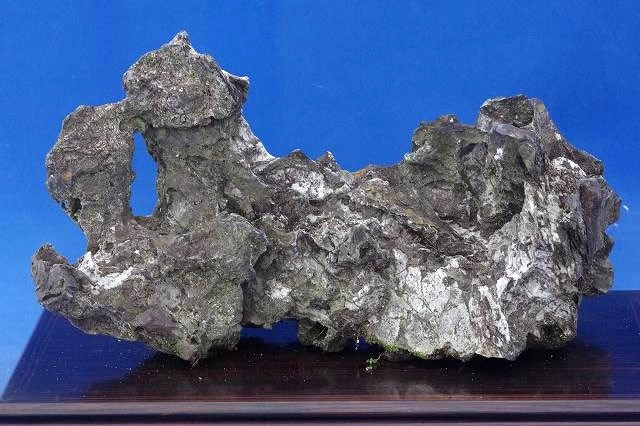 山野草の石田精華園 / 竜眼石