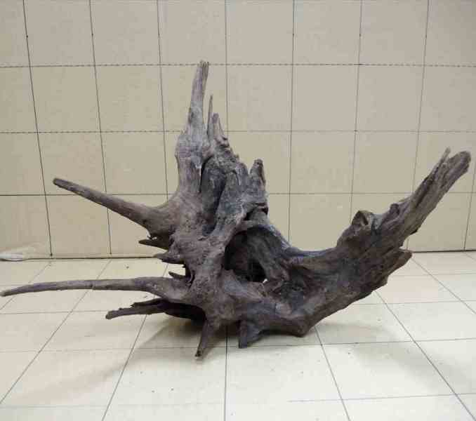 ADA ホーンウッドの販売(アクアマリン熊本)