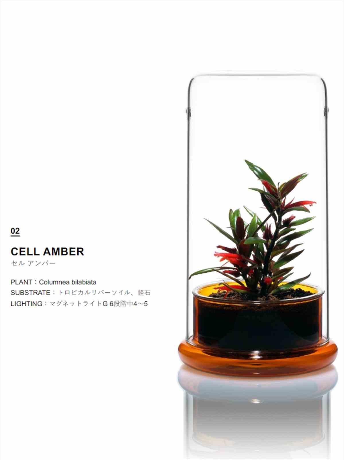 DOOA DOOA CELL アンバーの販売 (アクアマリン熊本)
