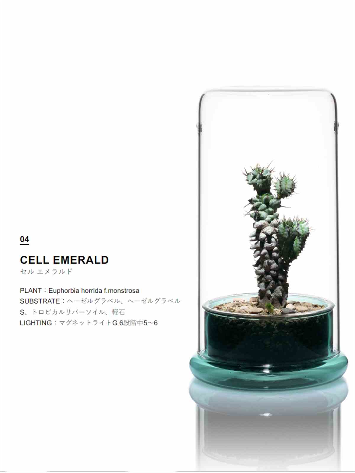 DOOA DOOA CELL エメラルドの販売 (アクアマリン熊本)