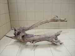 ADA ホーンウッドの販売(アクアマリン熊本)