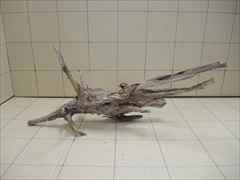 ADA ホーンウッドの販売(アクアマリン熊本)