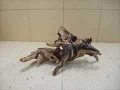 ADA ホーンウッドの販売(アクアマリン熊本)