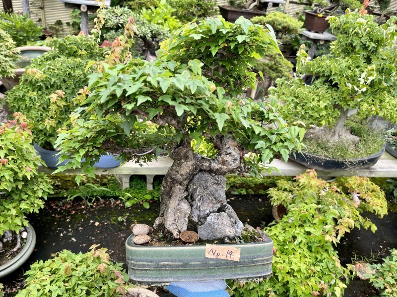 No.MK3714 楓石付 - Bonsai Network Japan