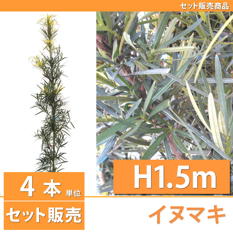 イヌマキ （犬槇）