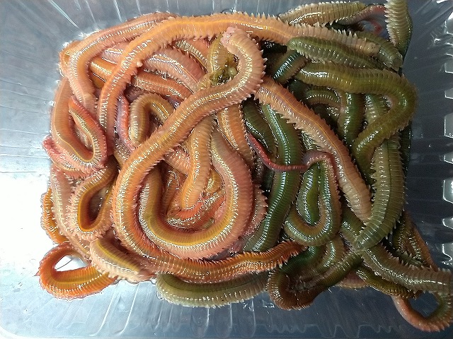 つり具の上州屋 - あなたのフィッシング＆アウトドアライフをサポート