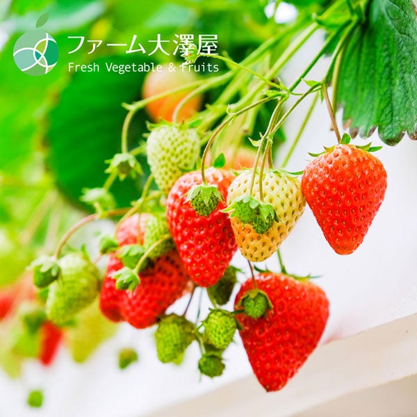 ファーム大澤屋 ほしうらら 4パック(16-72粒): 全農長野 僕らは