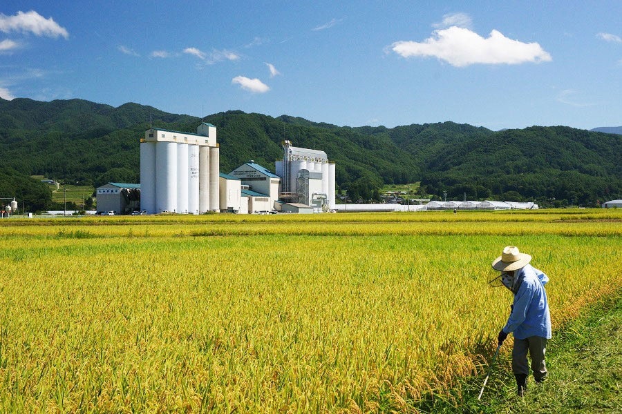 JA上伊那 信州上伊那産こしひかり 今ずり米 5kg×1袋(令和7年産): 全農