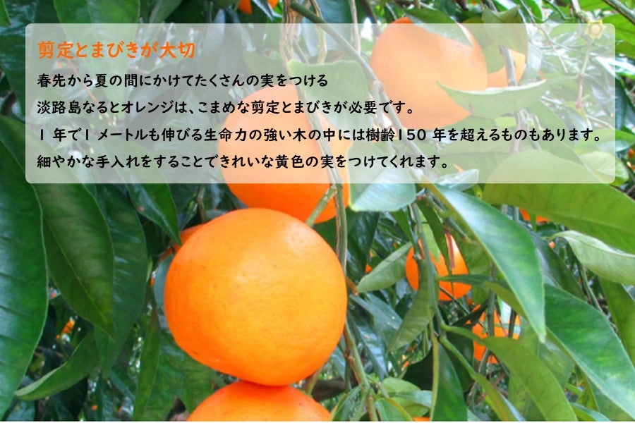 ◇美菜恋来屋◇淡路島なるとオレンジ スカッとじゅーす ＆ ジュレ