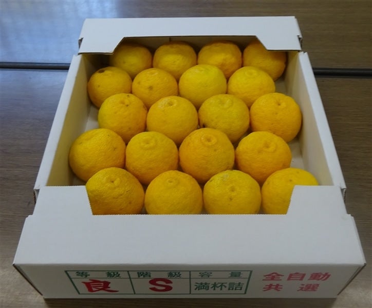 良・3箱＞「柚子」約6kg（良S・約2kg×3箱） JAひがしうわ