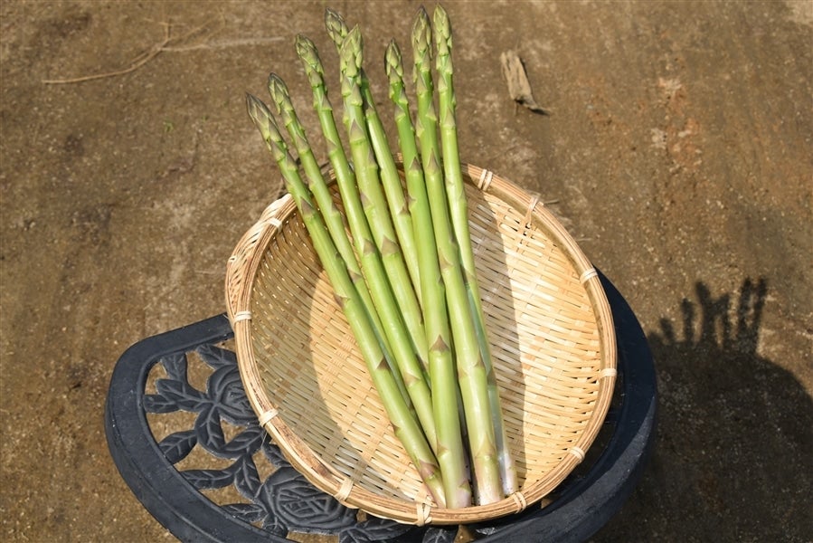1．5kg】アスパラガス「緑のささやき」約1．5Kg（約150g