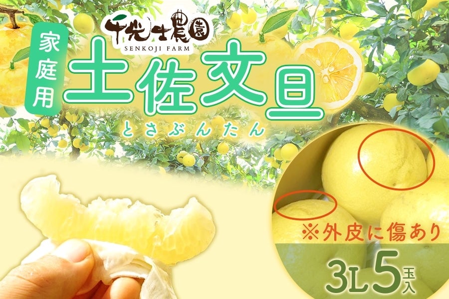 家庭用】千光士農園 土佐文旦 3L5玉入 限定50個 2月3日頃より順次発送