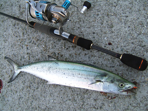 キャリコ＆マメ太のライト・ショアジギゲーム!! - SALT WATER 海釣り