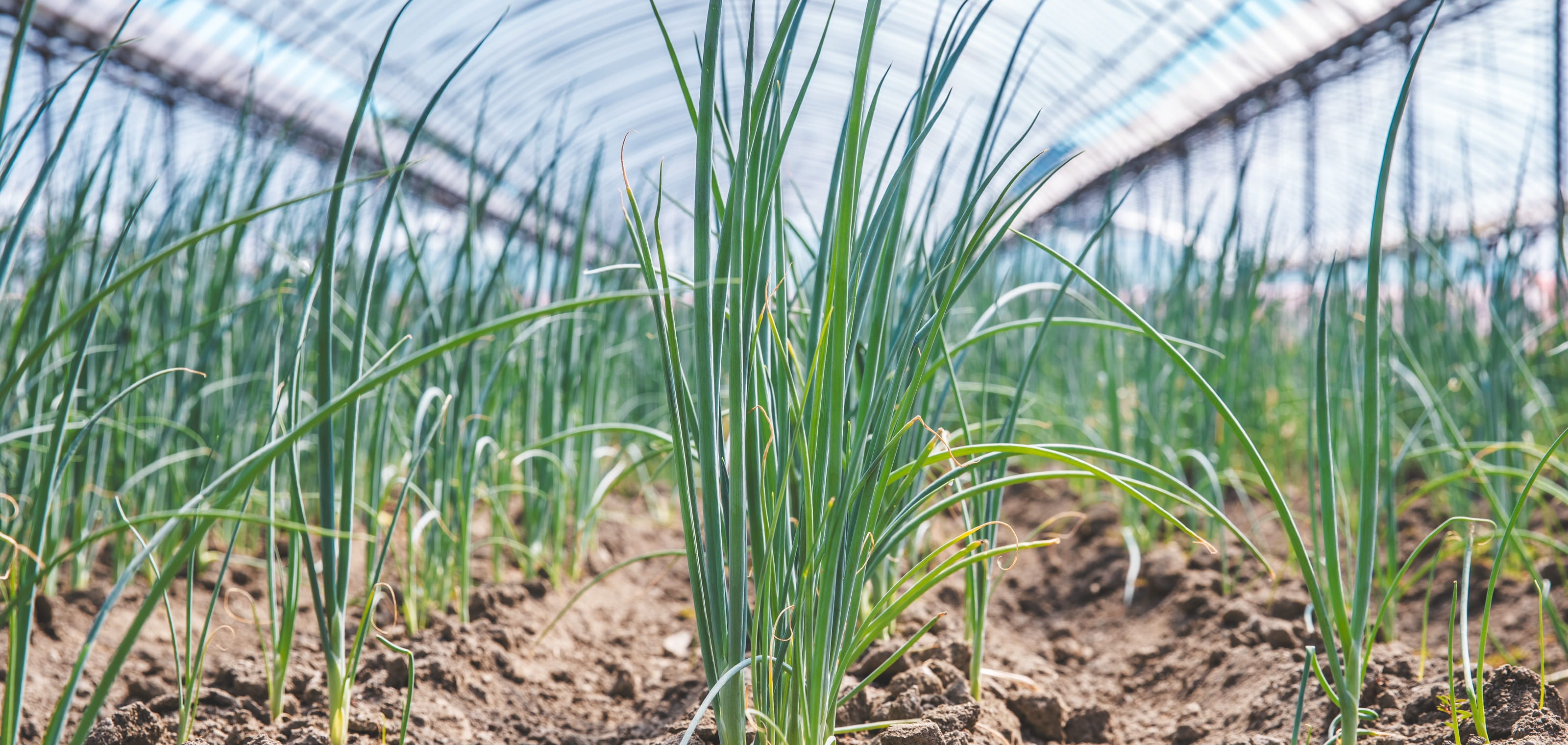 特産マップ詳細 | JAふくおか八女