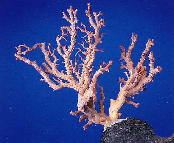 宝石珊瑚について | 日本珊瑚商工協同組合