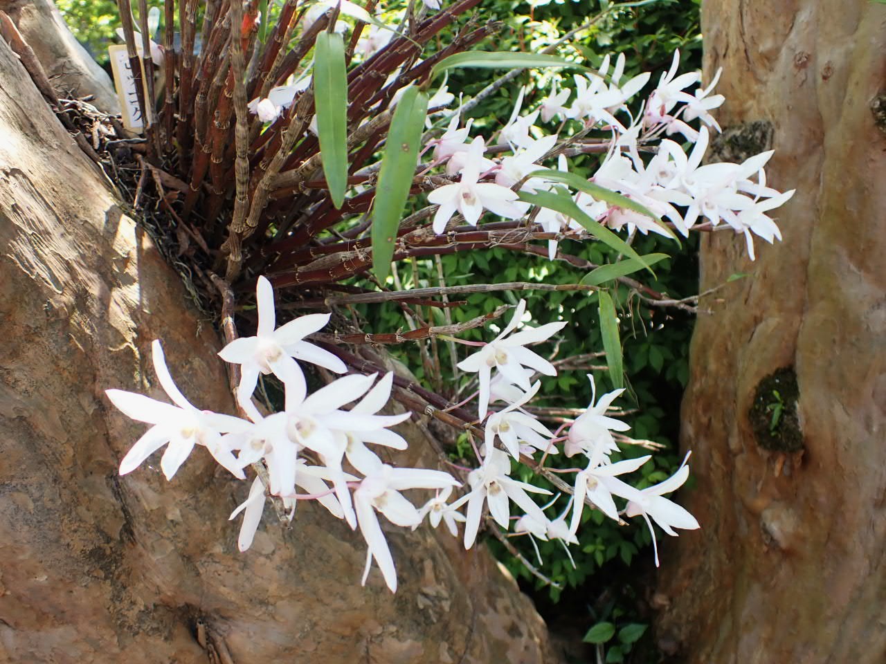 日本翡翠情報センター：関連書籍（BOOK）