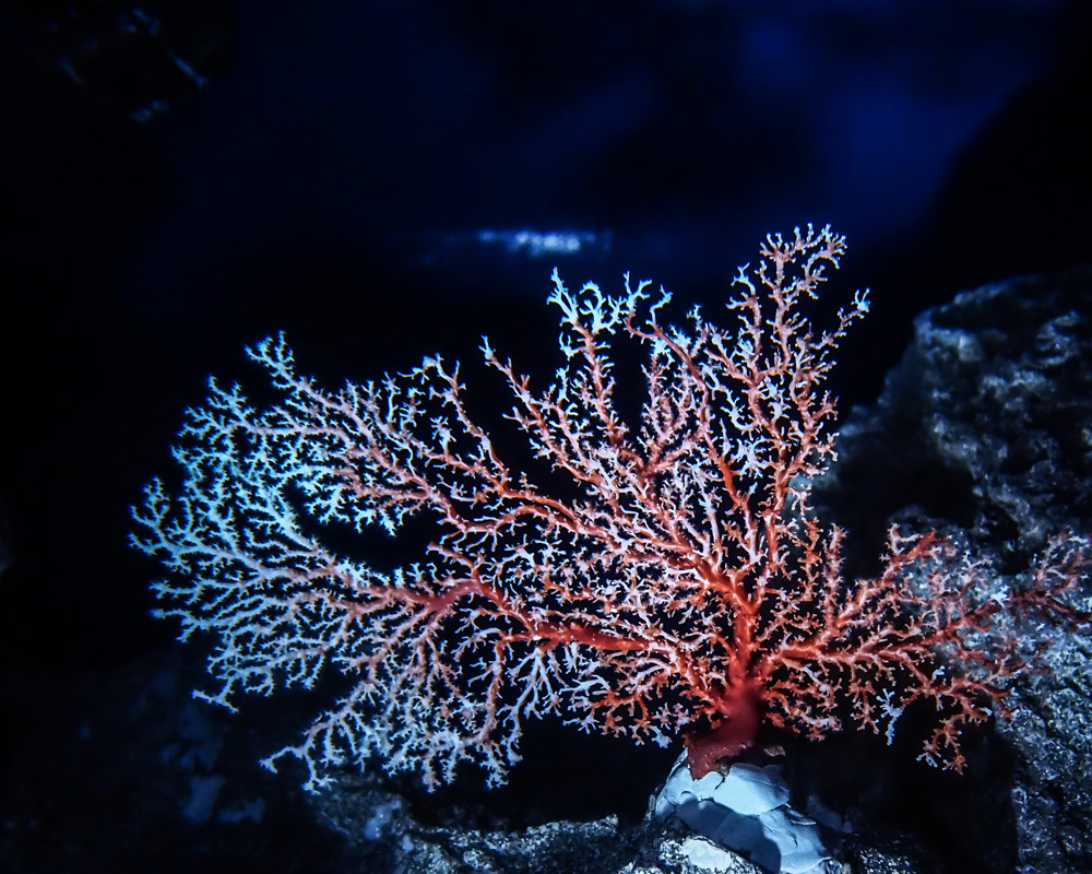 高知県の珊瑚ジュエリー | COCCO