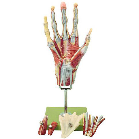 3B Scientific 筋肉上肢模型 左腕 筋肉解剖 6分解モデル 3B Scientific